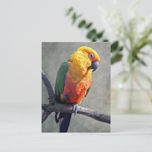 Jenday Conure Briefkaart (Staand voorkant)