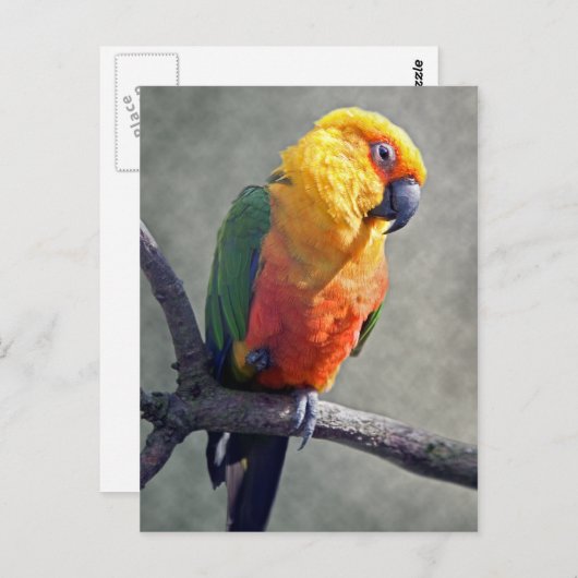 Jenday Conure Briefkaart (Voorkant / Achterkant)