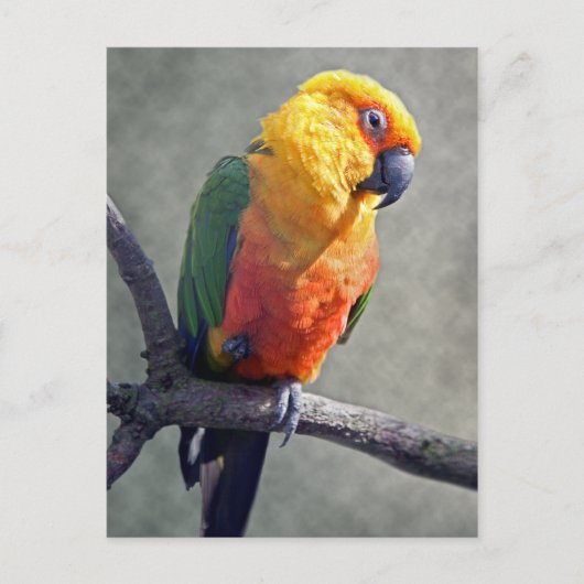 Jenday Conure Briefkaart (Voorkant)