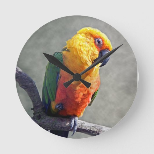 Jenday Conure Clock Ronde Klok (Voorkant)
