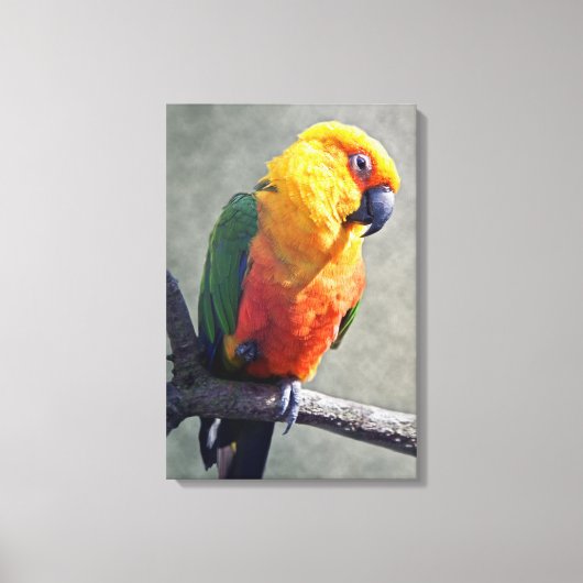 Jenday Conure Ingepakt Canvas Afdruk (Voorkant)