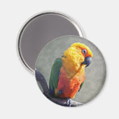 Jenday Conure Magnet (Voorkant / Achterkant)