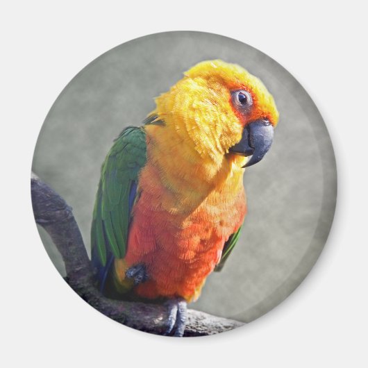 Jenday Conure Magnet (Voorkant)