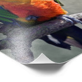 Jenday Conure Print Foto Afdruk (Hoek)