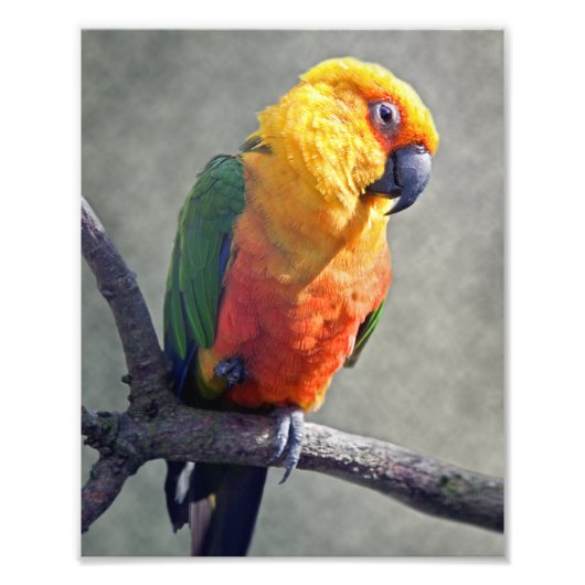 Jenday Conure Print Foto Afdruk (Voorkant)