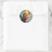 Jenday Conure Sticker (Tas)