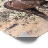 jeneverbes poster (Hoek)