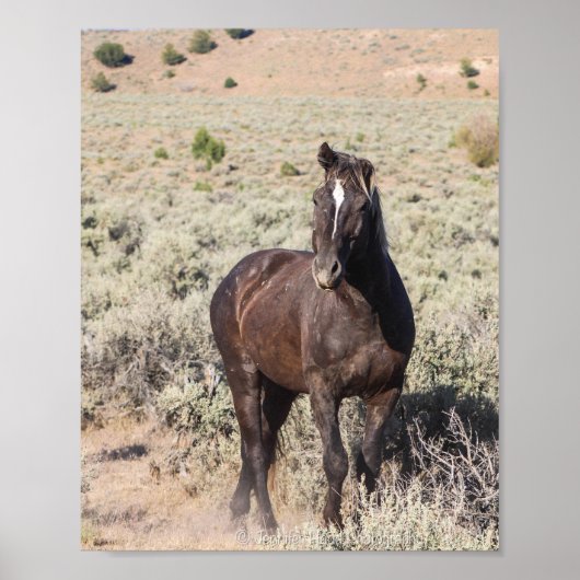 jeneverbes poster (Voorkant)