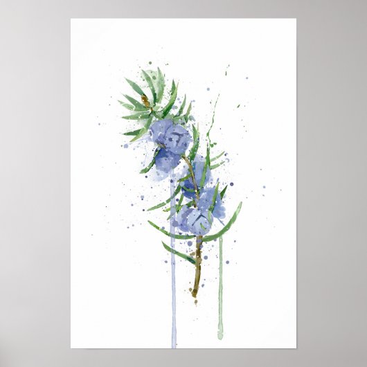 Jeneverbes Poster (Voorkant)