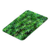 Jeneverbeshaar Pet Moss Magneet (Linkerzijde)