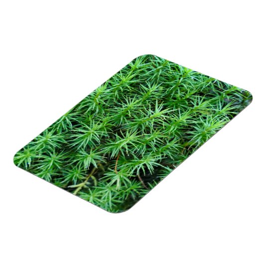 Jeneverbeshaar Pet Moss Magneet (Linkerzijde)