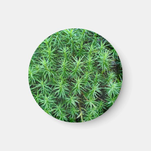 Jeneverbeshaar Pet Moss Magnet (Voorkant)