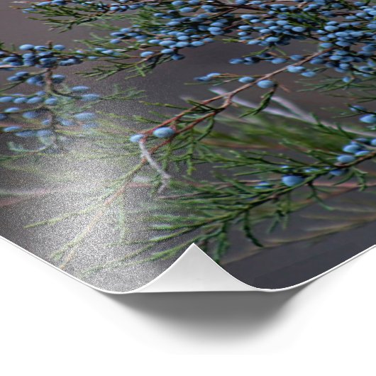 Jeneverbessen Foto Afdruk (Hoek)