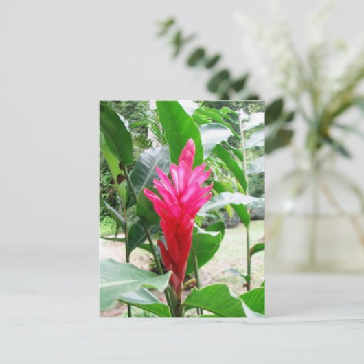 Jengibre rojo (rode gember) briefkaart (Staand voorkant)