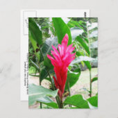 Jengibre rojo (rode gember) briefkaart (Voorkant / Achterkant)