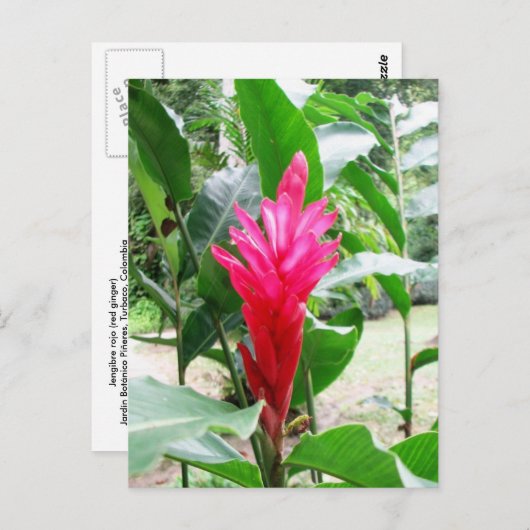 Jengibre rojo (rode gember) briefkaart (Voorkant / Achterkant)