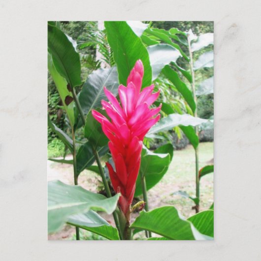 Jengibre rojo (rode gember) briefkaart (Voorkant)