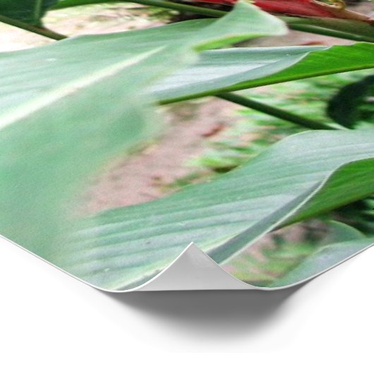 Jengibre rojo (rode vinger) poster (Hoek)