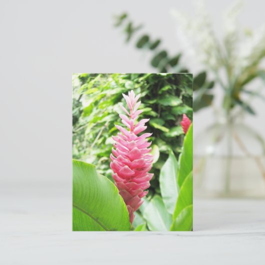 Jengibre rosado (roze gember) briefkaart (Staand voorkant)
