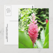 Jengibre rosado (roze gember) briefkaart (Voorkant / Achterkant)