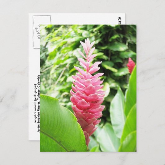 Jengibre rosado (roze gember) briefkaart (Voorkant / Achterkant)