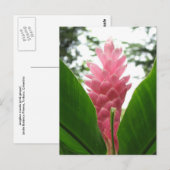 Jengibre rosado (roze gember) briefkaart (Voorkant / Achterkant)