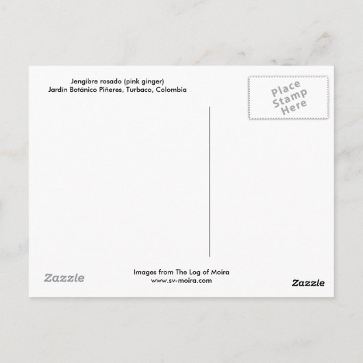 Jengibre rosado (roze gember) briefkaart (Achterkant)