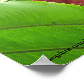 Jengibre rosado (roze gember) poster (Hoek)