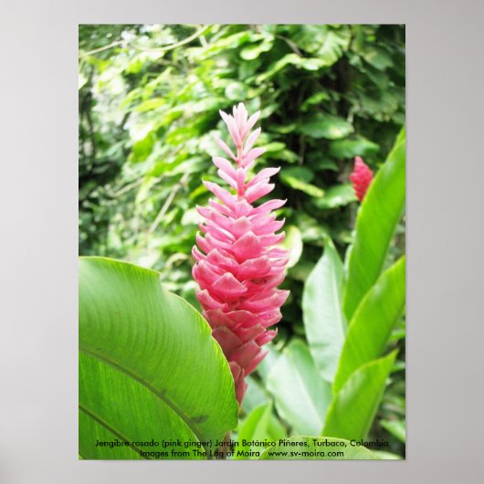 Jengibre rosado (roze gember) poster (Voorkant)