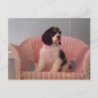 Jenna, Tri american cocker spaniel puppy Briefkaart