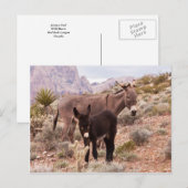 Jenny's Foal Briefkaart (Voorkant / Achterkant)