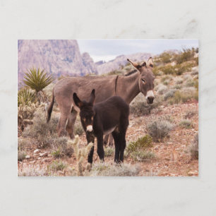 Jenny's Foal Briefkaart