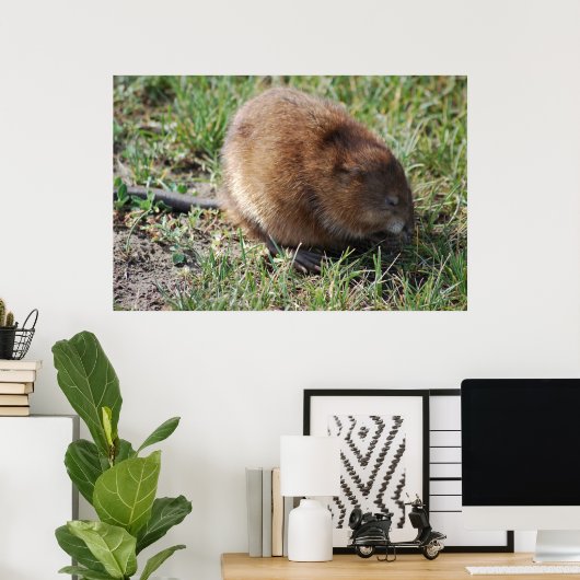 Jerry de muskrat poster (Thuiskantoor)