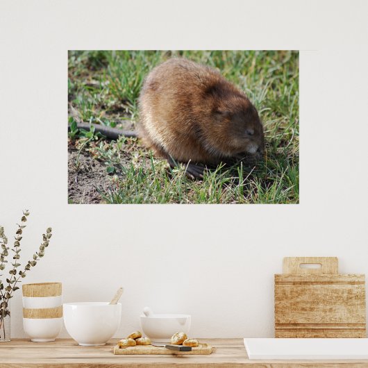 Jerry de muskrat poster (Keuken)