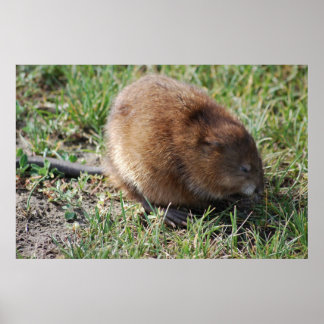 Jerry de muskrat poster