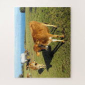 Jersey calves in Jersey Legpuzzel (Verticaal)