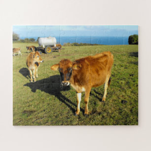 Jersey calves in Jersey Legpuzzel