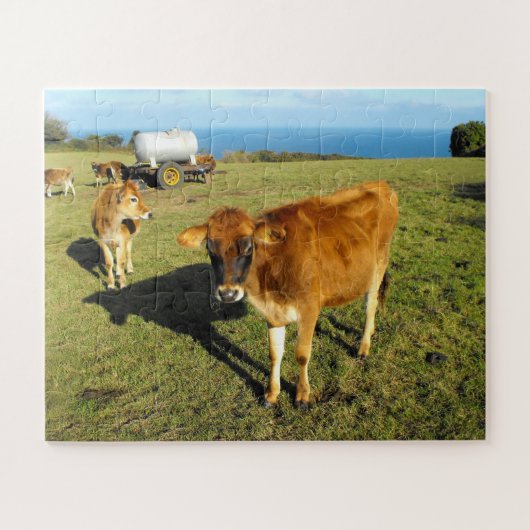 Jersey calves in Jersey Legpuzzel (Horizontaal)