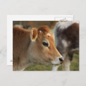 Jersey Cow Briefkaart (Voorkant / Achterkant)