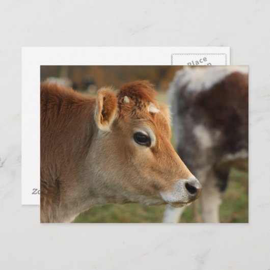 Jersey Cow Briefkaart (Voorkant / Achterkant)