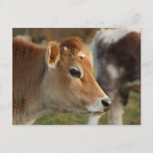 Jersey Cow Briefkaart