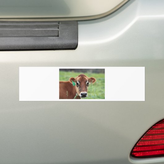 Jersey Cow Bumpersticker (Op auto)