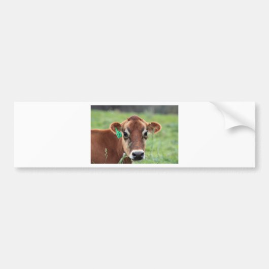 Jersey Cow Bumpersticker (Voorkant)