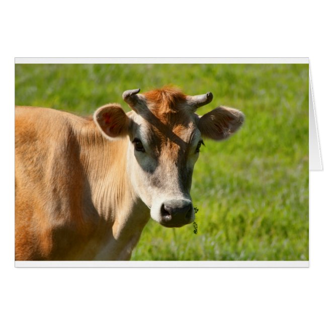  Jersey Cow Stare (Voorkant Horizontaal)