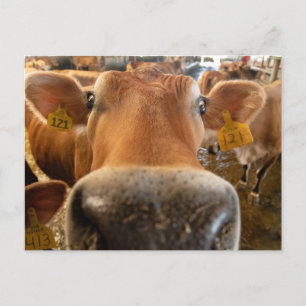 Jersey Dairy Koe Close-up Foto Briefkaart