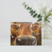 Jersey Dairy Koe Close-up Foto Briefkaart (Staand voorkant)