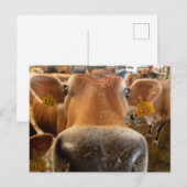 Jersey Dairy Koe Close-up Foto Briefkaart (Voorkant / Achterkant)