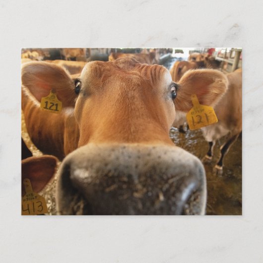 Jersey Dairy Koe Close-up Foto Briefkaart (Voorkant)