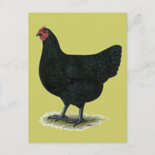 Jersey Giant:  Black Hen Briefkaart