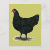 Jersey Giant:  Black Hen Briefkaart (Voorkant)